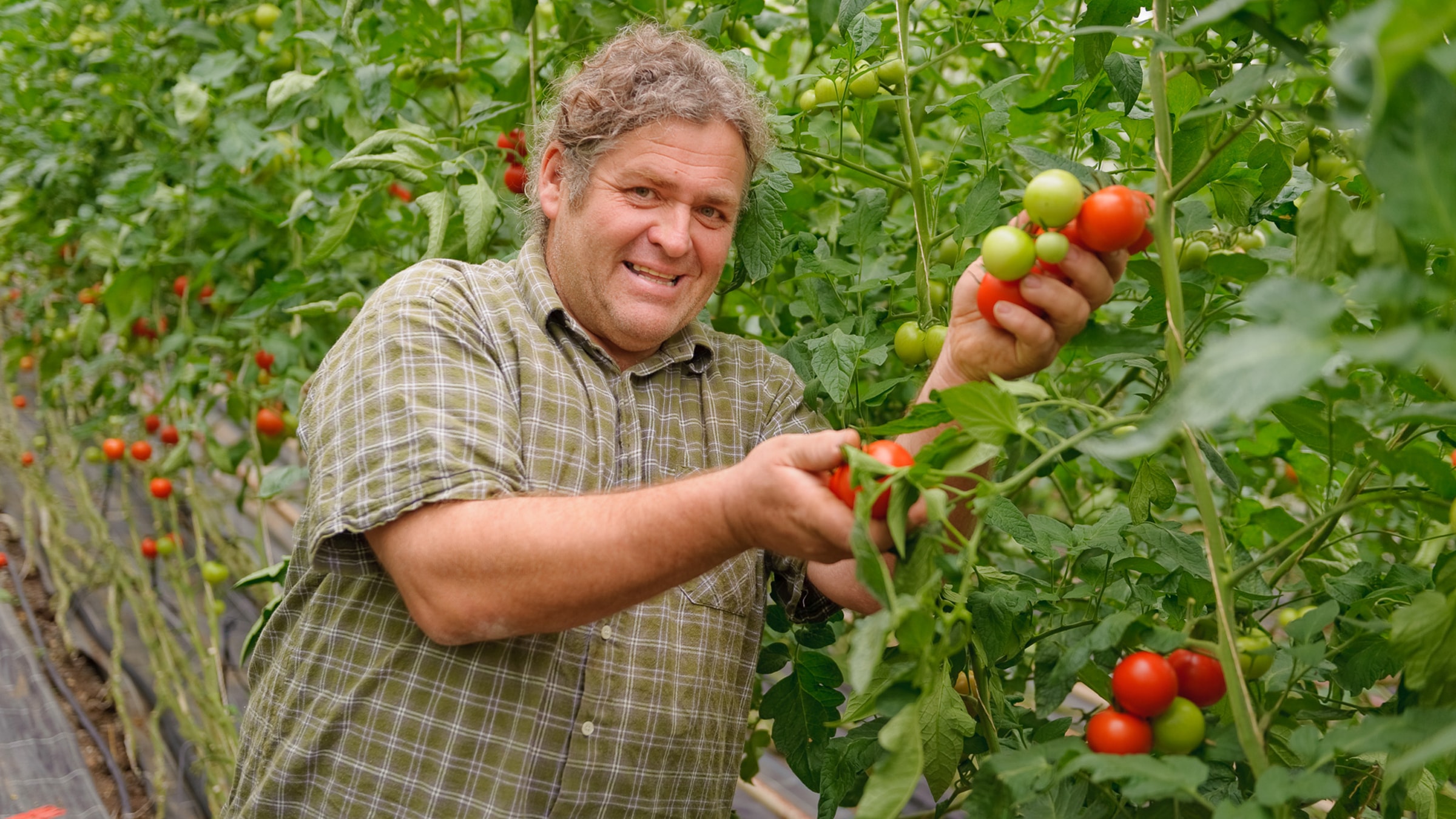 Bauer mit Tomaten