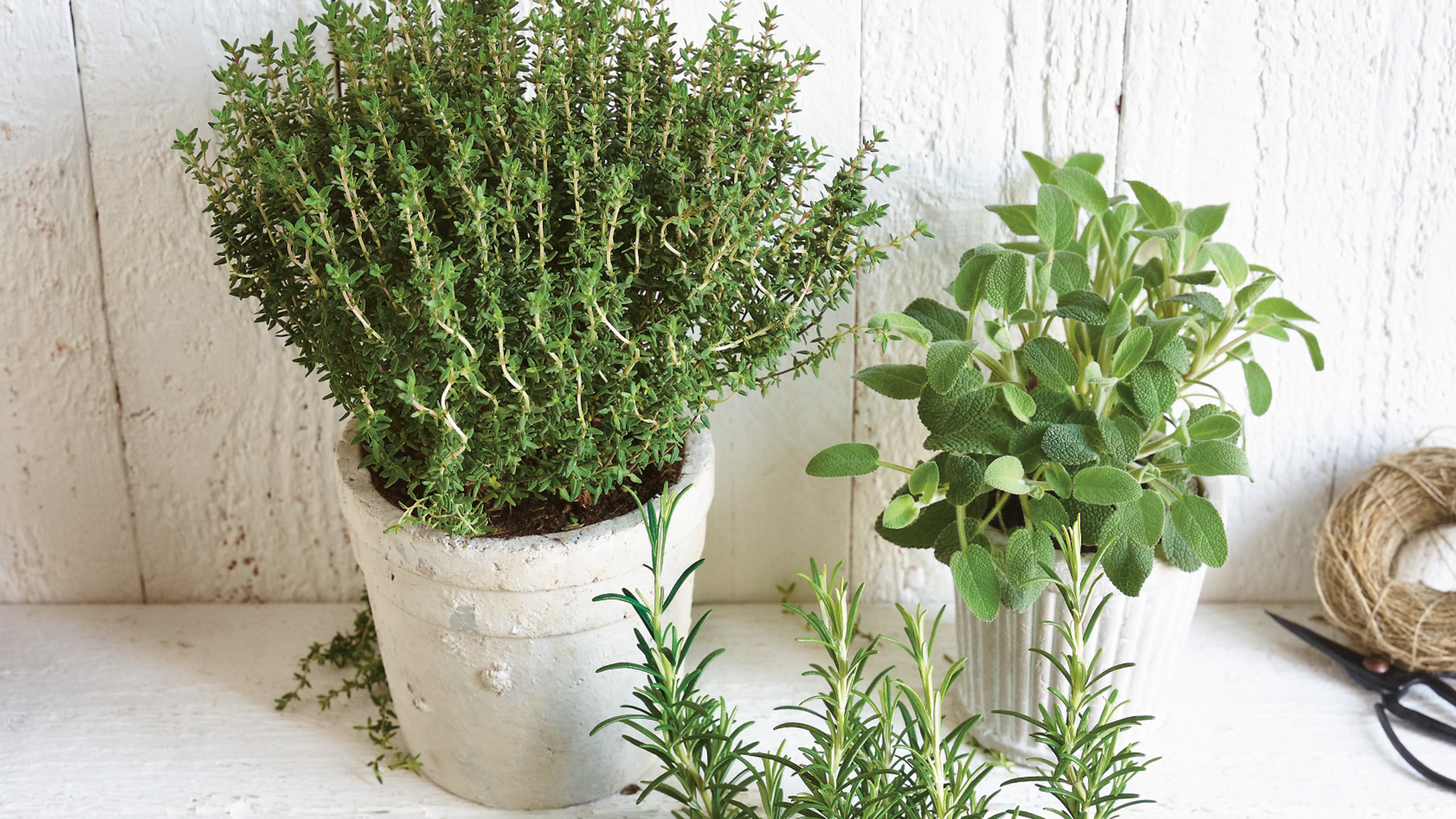 Frische mediterrane Kräuter: Rosmarin, Thymian, Oregano und Salbei