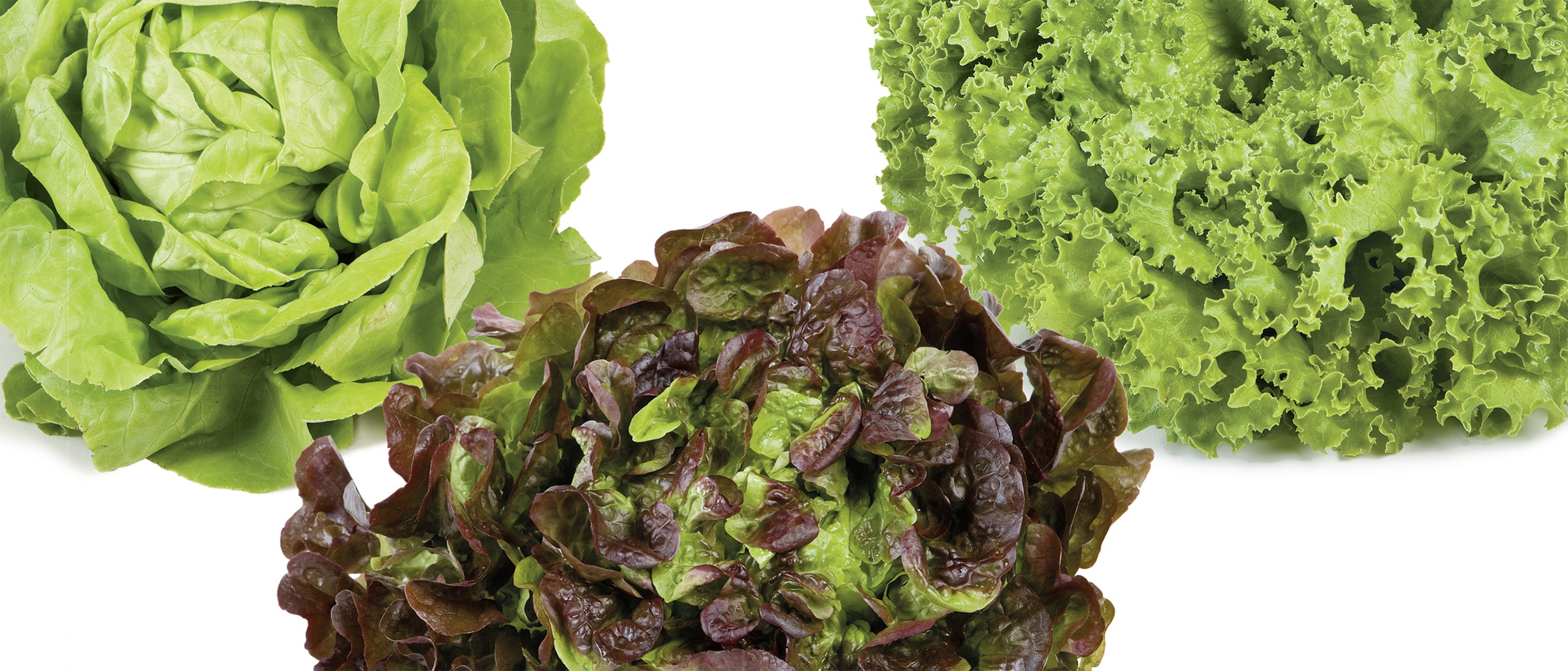 Batavia Blattsalat