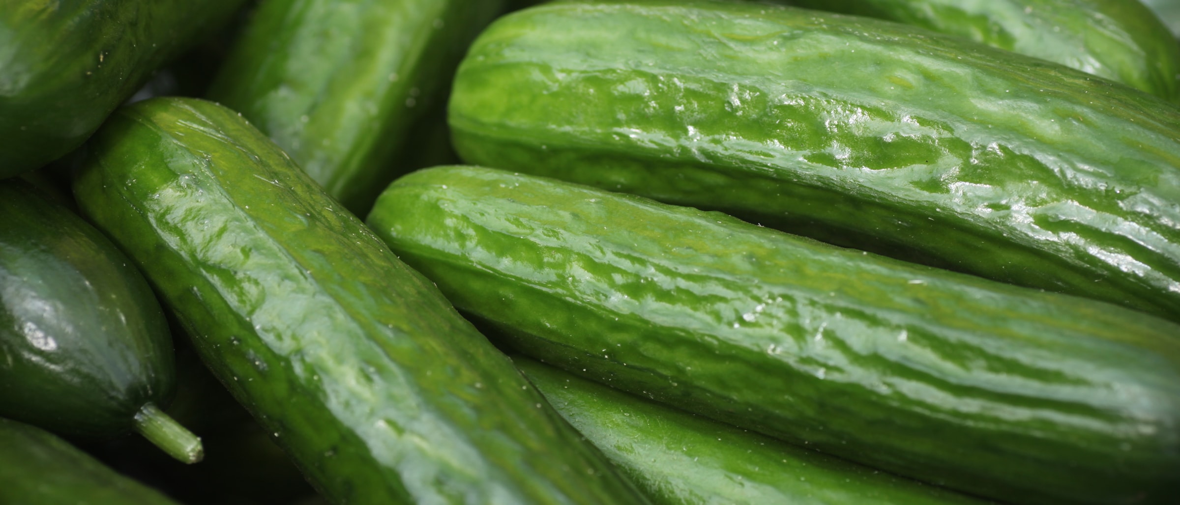 Alnatura Saisonkalender: Salatgurke
