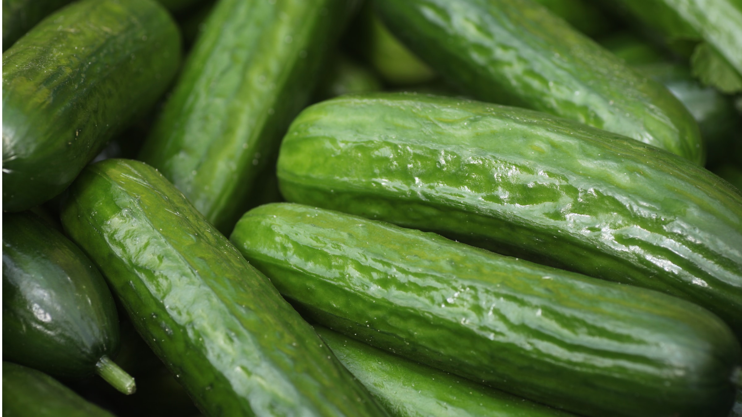 Alnatura Saisonkalender: Salatgurke