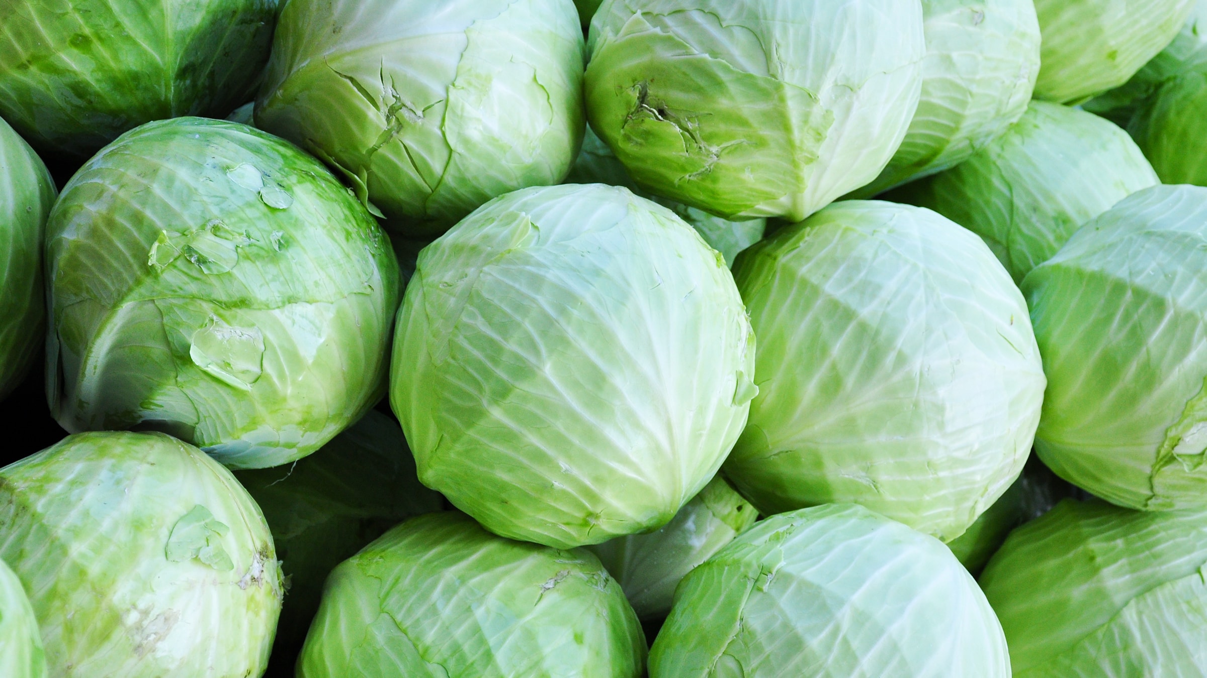 Alnatura Saisonkalender: Weißkohl, Spitzkohl