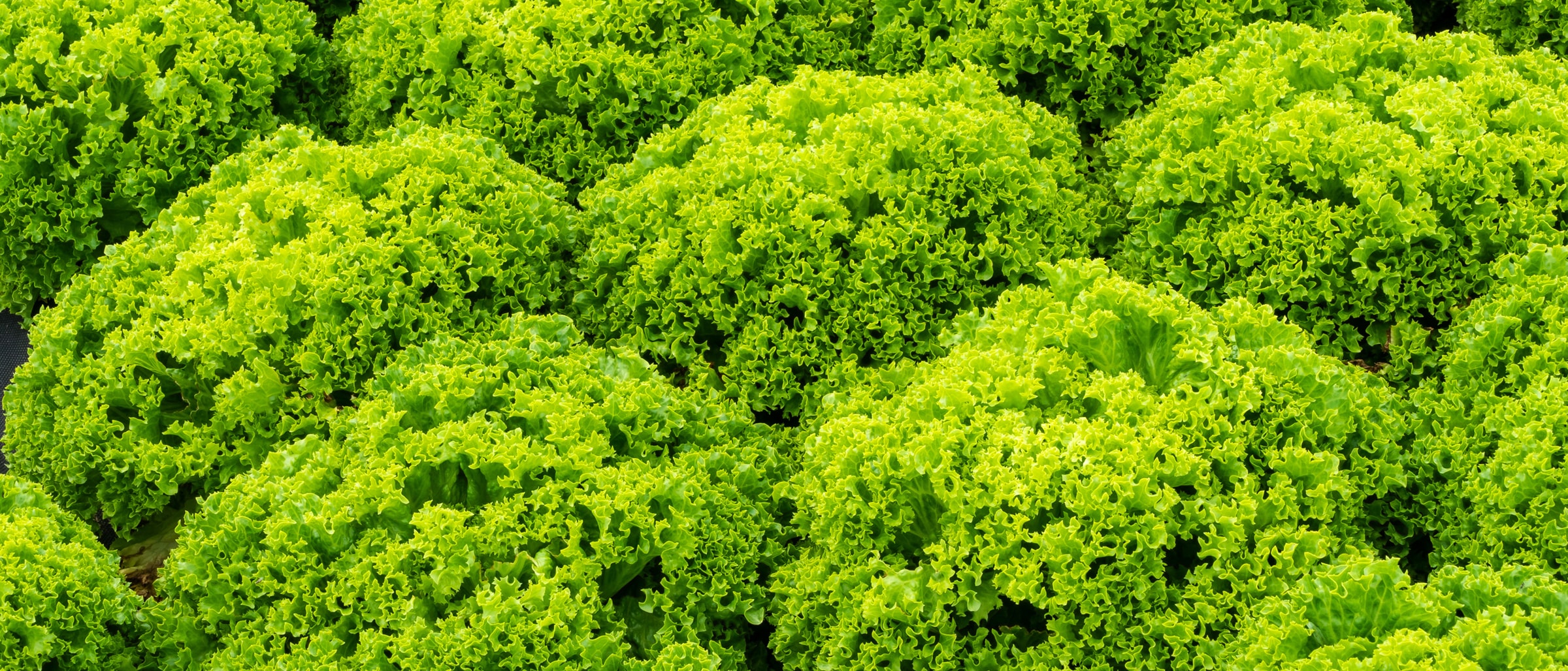 Alnatura Saisonkalender: Lollo Bionda Salat