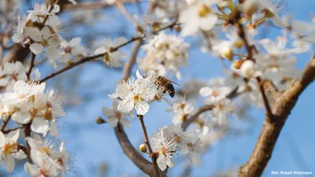 Eine Biene fliegt an eine Blüte