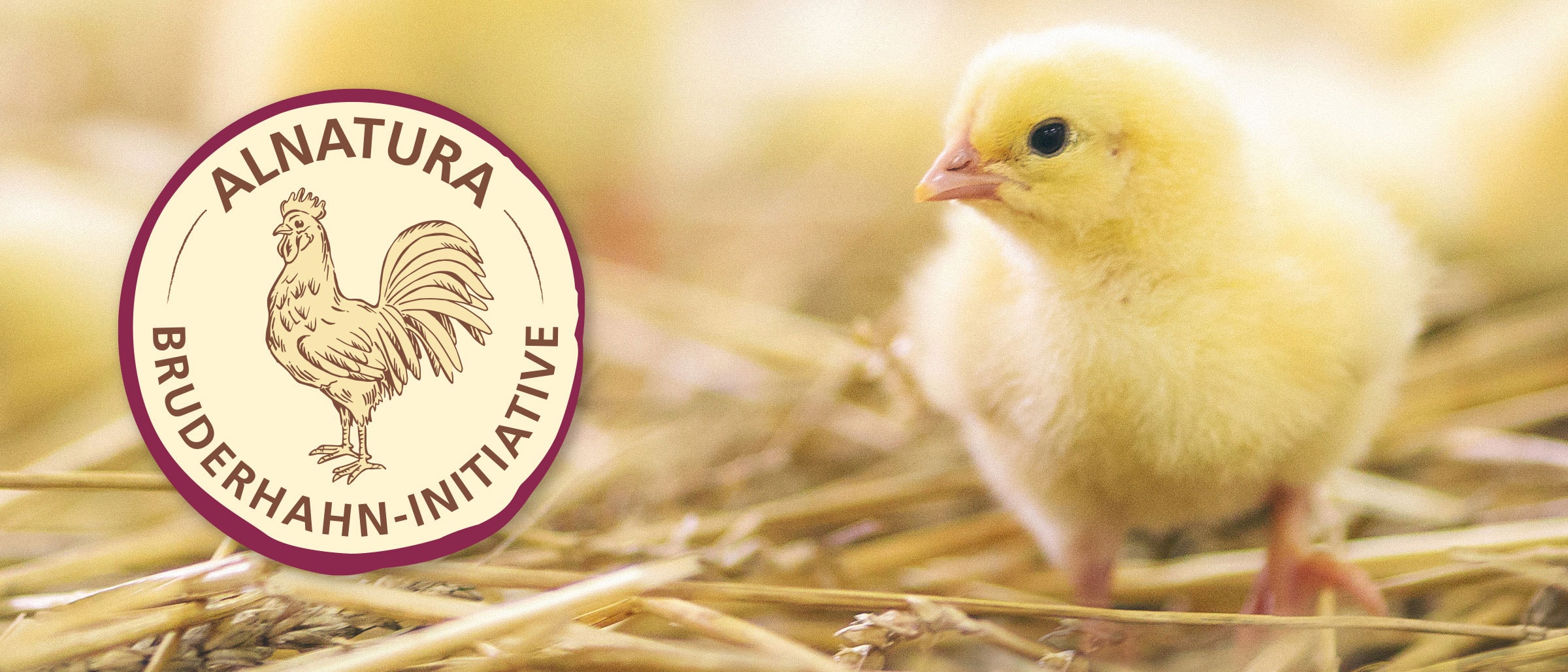 Küken im Heu mit Logo der Alnatura Bruderhahn-Initiative