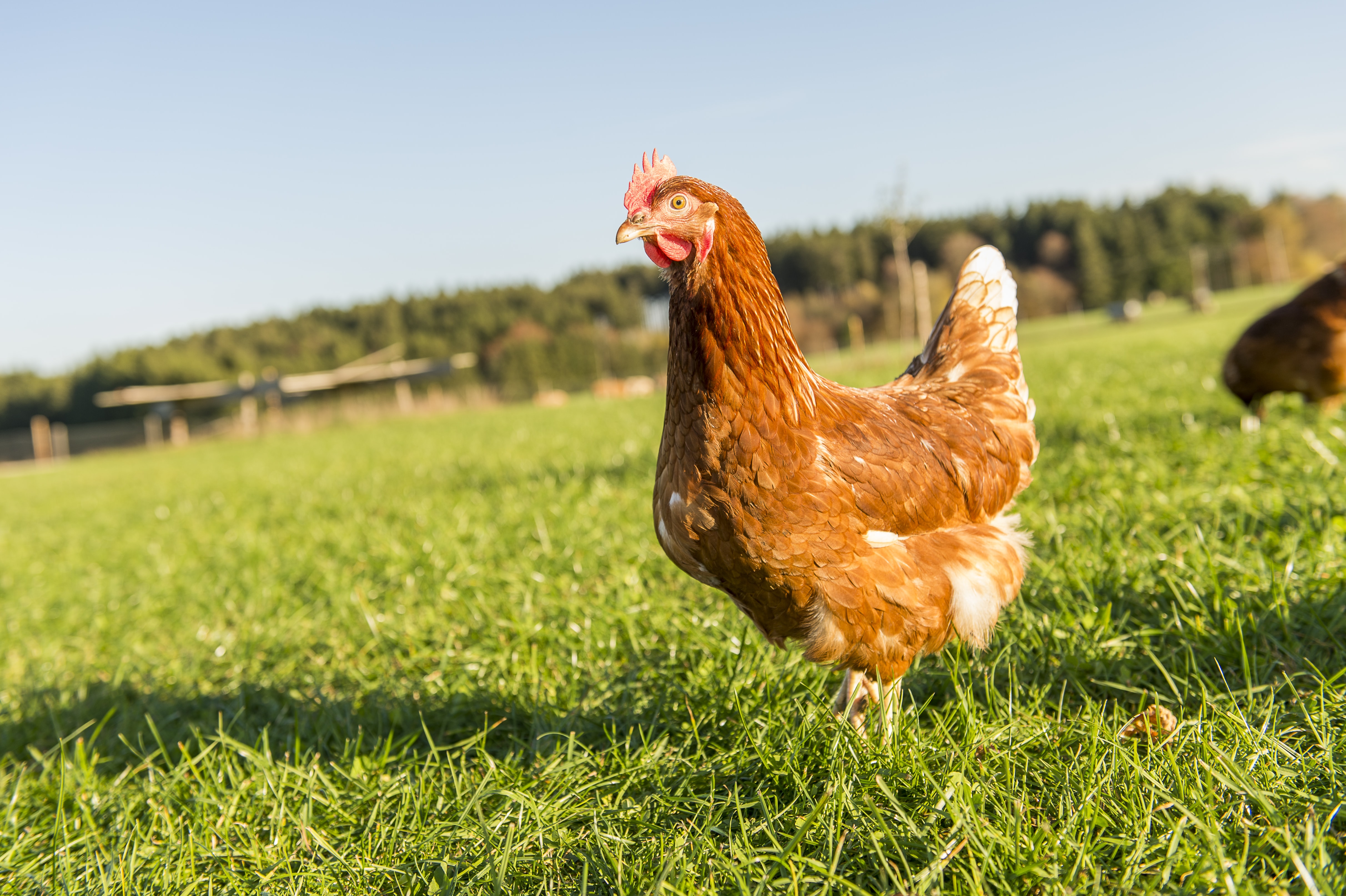 Huhn mit braunem Gefieder steht auf einer grünen Wiese vor unscharfem Waldhintergrund.